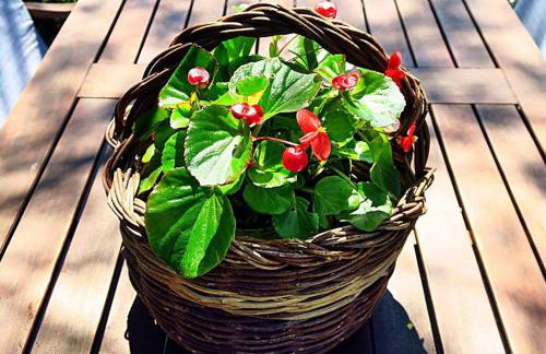 Apartments Vera - Comfort One-Bedroom Apartment with Terrace and Sea View Irena - Foto 19