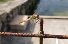 pipowagen Blagour midden in de natuur - Foto 18