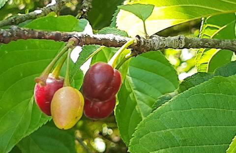 Natureza, paz no sítio - Foto 39