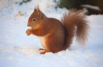 Stylish Garden Flat Near Loch Ness - Foto 52