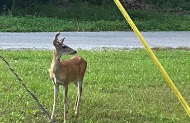 Carlton Cabin at Lake of Egypt 500 Sq Ft - Photo 27