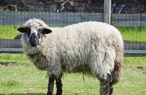 Gartenhaus 3, inkl 1 Parkplatz - Foto 14