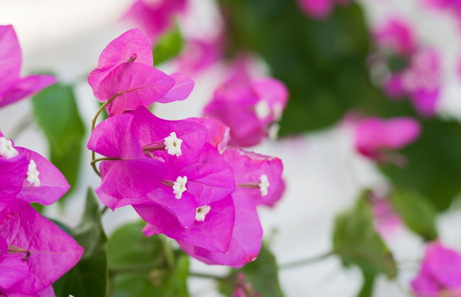 Summer Breeze - Foto 55