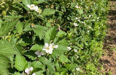 Casa Vita BG - Casa de campo - Foto 40