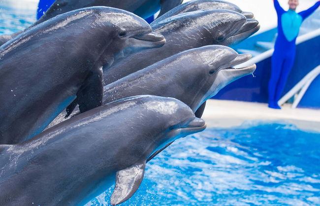 Billet pour SeaWorld San Diego - Photo 8