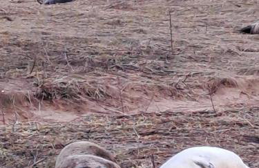 Pond View - Cottage with beautiful views - Dogs welcome by request - Foto 32