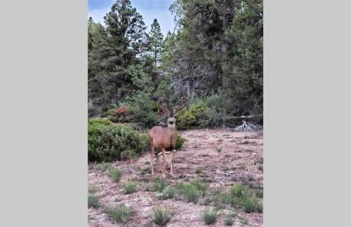 Live Simply Cabin, Walking distance to East Zion trails - Foto 18