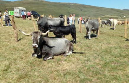 La Casa de Consuelo 3 - Foto 40