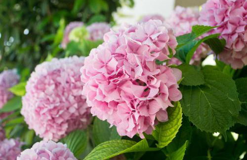 View Villas Collection - Foto 5