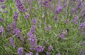 Uroczy domek na Mazurach - Foto 2