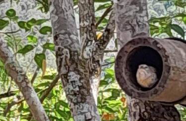 Cabana Gracillis em Alfredo Wagner - Serra Catarinense - Photo 15
