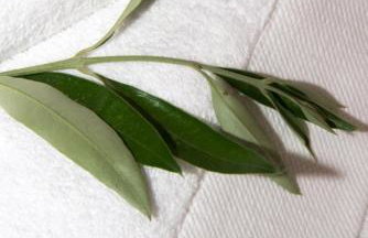 Olea Escape Villa in an Olive Estate - Foto 17