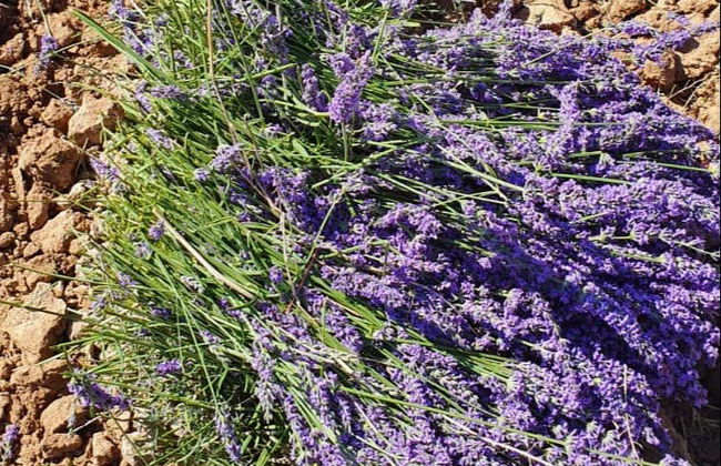 Tour della lavanda + Mulino del Romeral - Foto 4