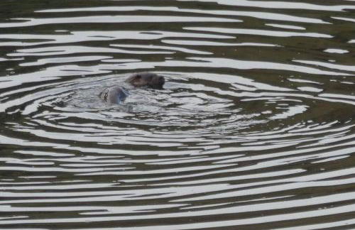 The Causeway - Foto 34