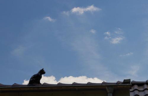 Schwarzer Kater Blankenheim - Foto 6