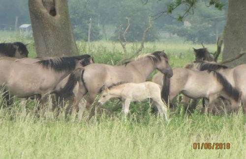 Haus Kummer - Foto 23