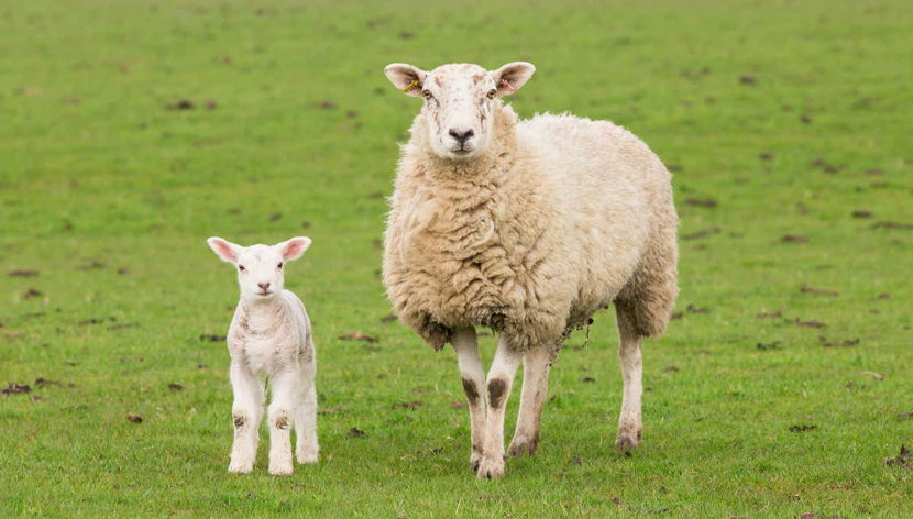 Visiter l'Estancia El Galpón