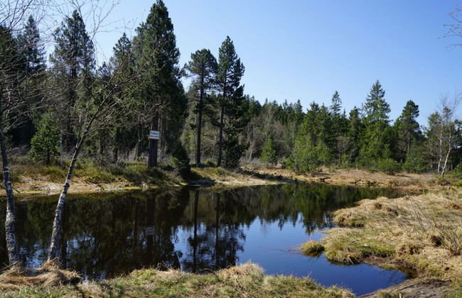 Holiday Apartment Hildegard Birds - Foto 8