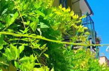 Il Corniolo - Foto 20