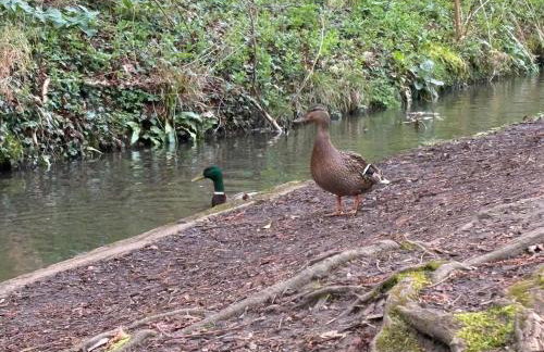 Little Vine Cottage in the grounds of Leeds Castle - Foto 13