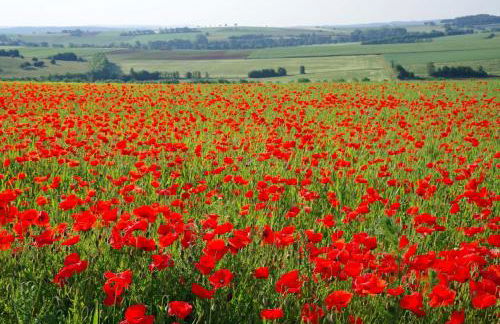 Ferienwohnung am Eifelsteig Vulkaneifel-Auszeit - Foto 28