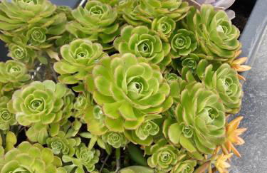 Sunrise - Casa Sao Joao - 4 Star Tourist Apartments - Photo 39