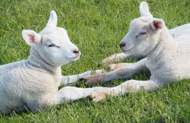 Holiday Home Chalet Wilde Wiese - Foto 19