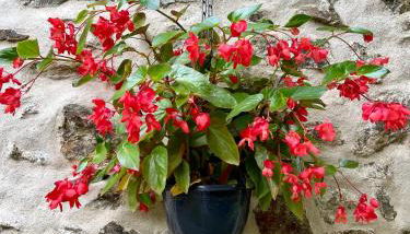 Stunning Boutique gîte Flore at Vive le Vert - Foto 3, Garden, Garden view