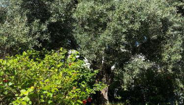 Bordal Houses Casa da Areia - Foto 2