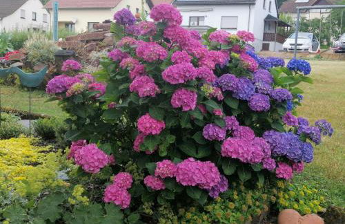 Ferienwohnung Am Steinchen - Foto 9