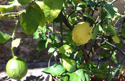 Agriturismo Il Palazzaccio - Foto 41