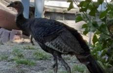 Newly Renovated Lakefront with Dock - Foto 70