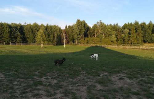 Pensjonat Przy Stajni - Foto 37