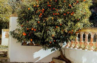 La Bastide - Foto 14