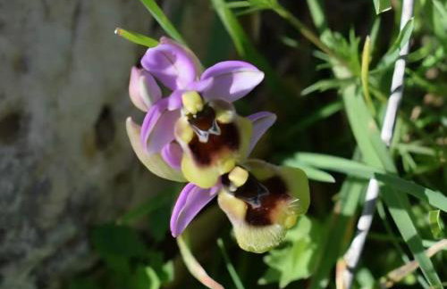 Olive&Sea Villa-OLIVE - Foto 50