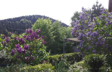 Ferienwohnung Wolf - Photo 12