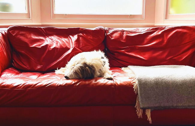 Lovely 3-bed Apartment & Garden & dog Friendly - Foto 7