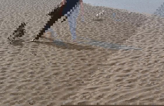 Hendre Coed Isaf - Photo 40