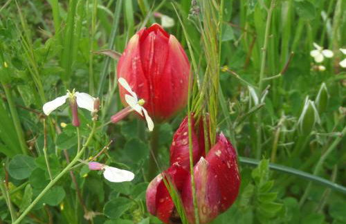 Tulip House - Foto 56