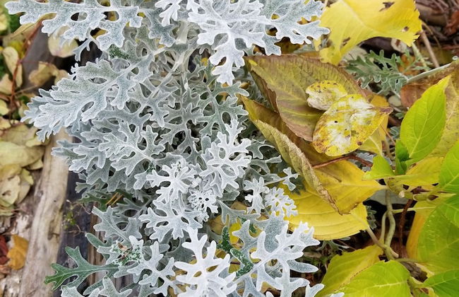 Donguri House - Foto 37