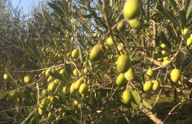 Motovun Bellevue - amazing view, comfortable - Foto 42