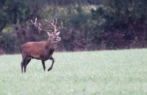 Maison tout inclus avec sauna à venir - Animaux acceptés - FR-1-497-258 - Foto 20