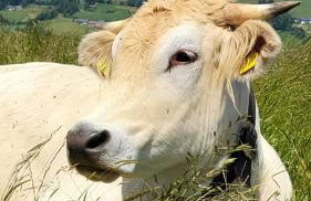 Bergchalet mit Pool und Sauna - Foto 48