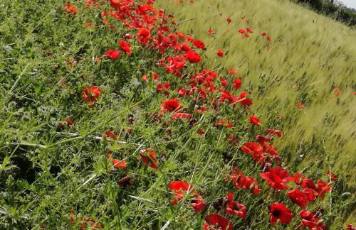 Agriturismo cavallin del papa - Foto 18