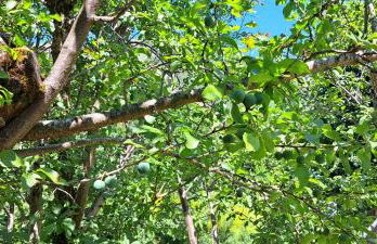 Les pruniers - Foto 28