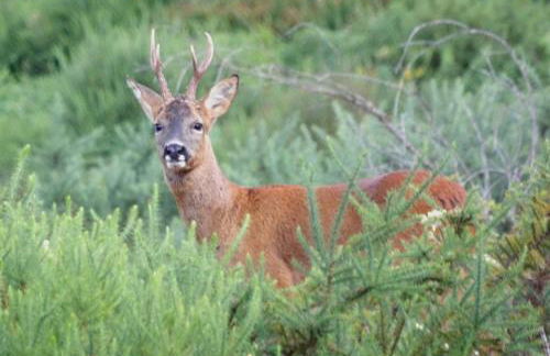 Casa MiraXurés con vistas a la Sierra del Xurés - Foto 72