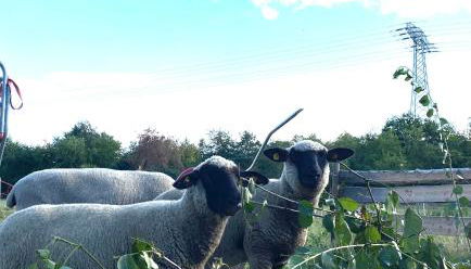 Ferienwohnung auf dem Bauernhof - Foto 2