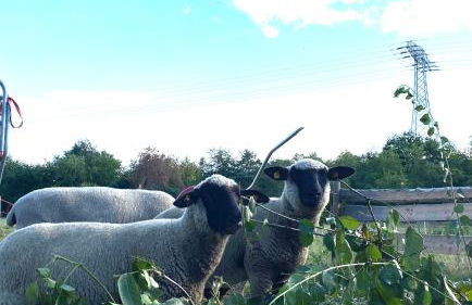 Ferienwohnung auf dem Bauernhof - Foto 2