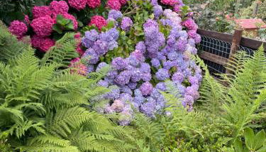 Chalet Aledia - Foto 5, Garden view