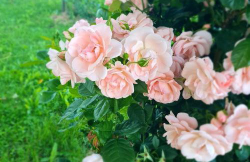 Apartments Laura - Foto 38